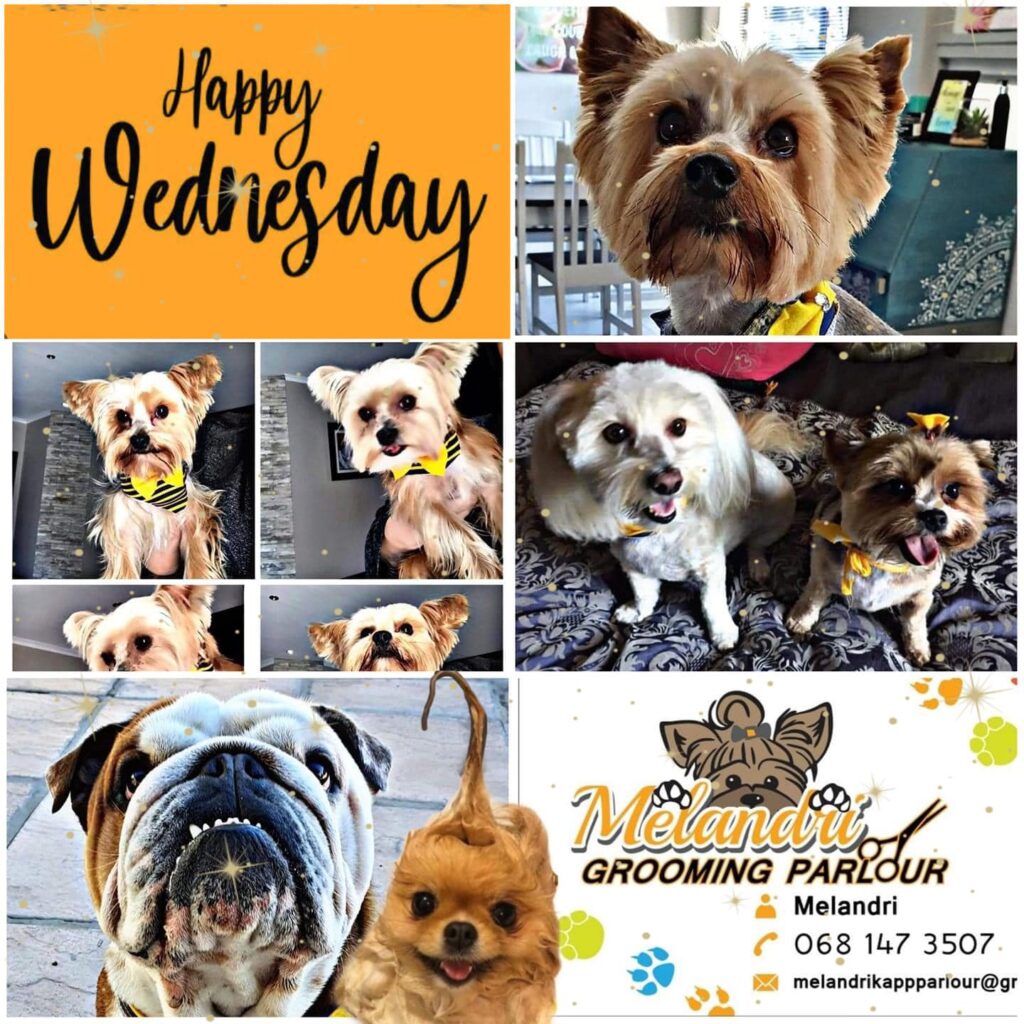 Melandri Grooming Parlour dogs