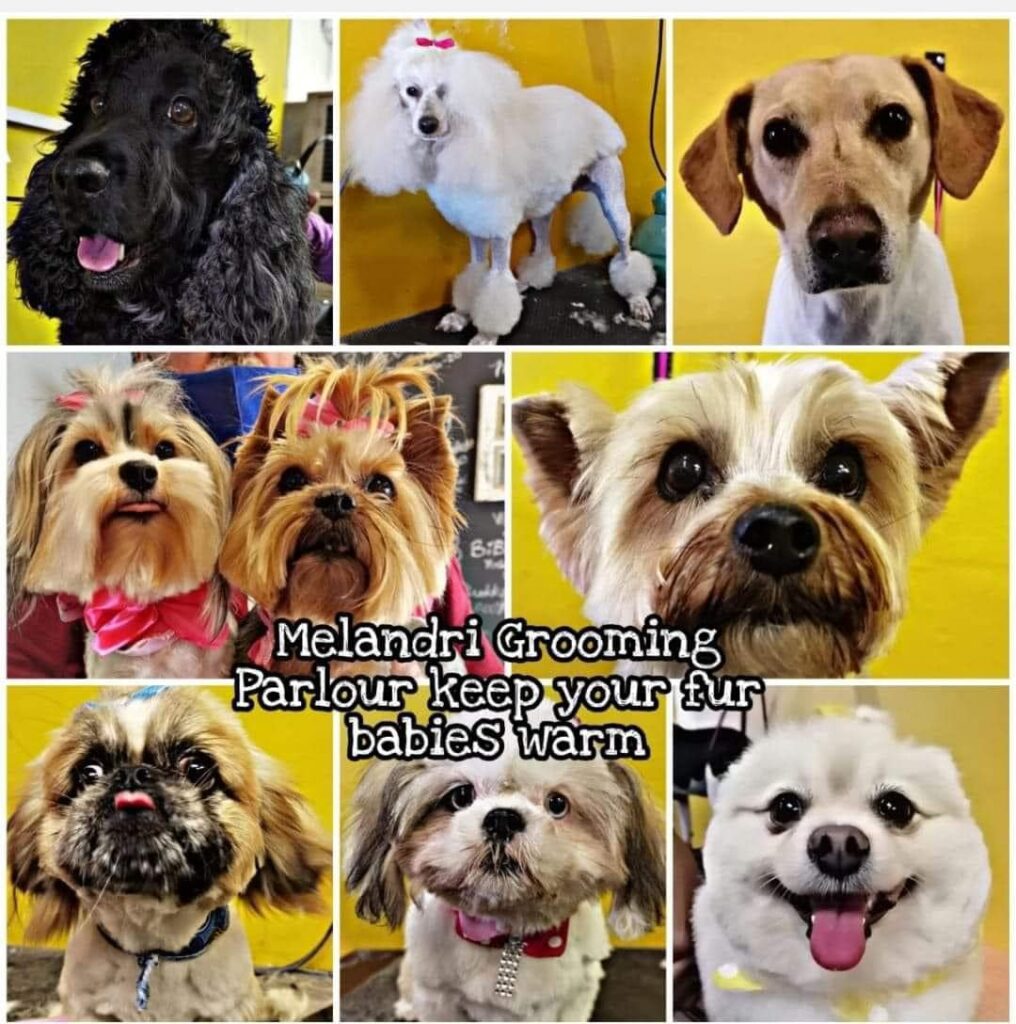 dog grooming